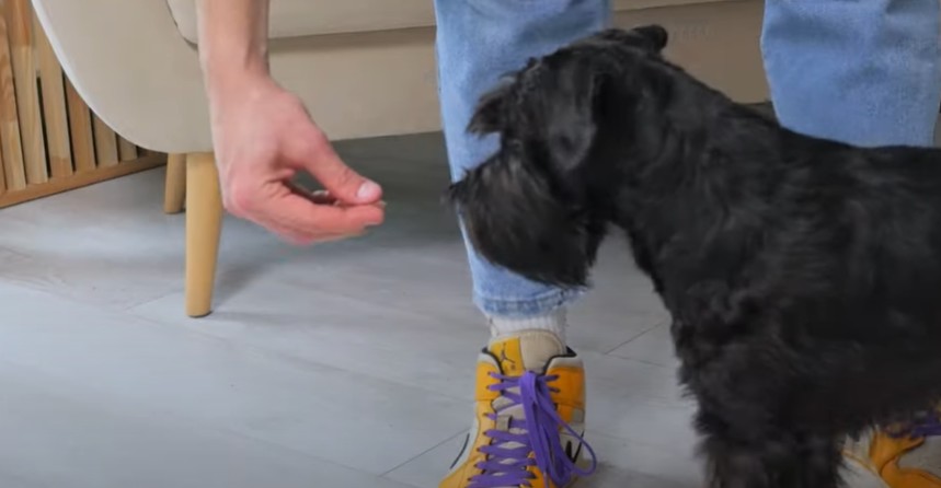 Как научить щенка выполнять трюки "Домик" и "Ножки"?