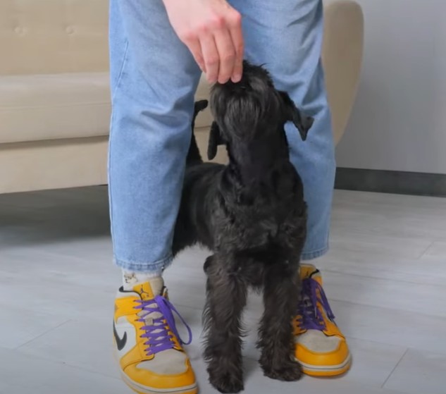 Как научить щенка выполнять трюки "Домик" и "Ножки"?